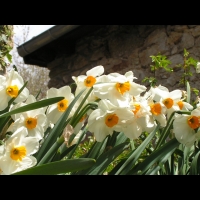 Narcisse (1)